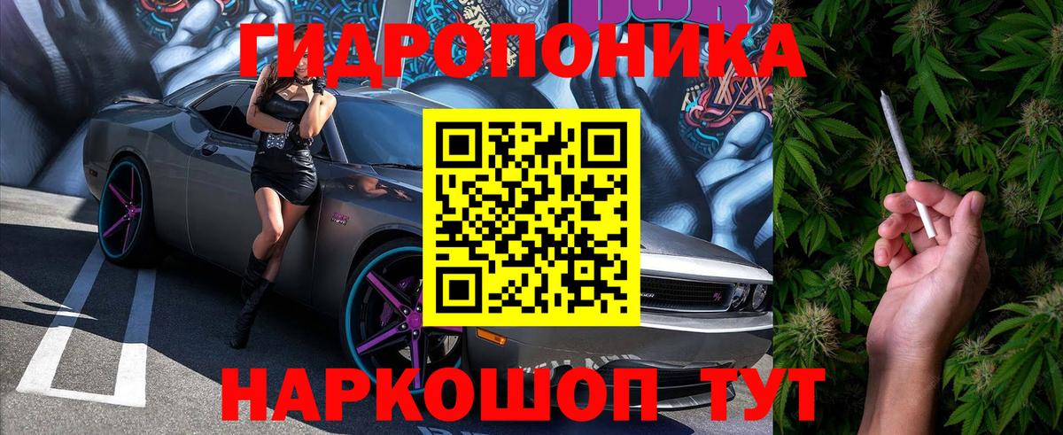 Конопля сатива Кушва
